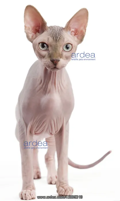  : Cat - Sphynx