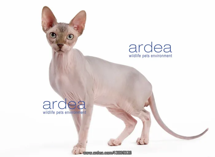  : Cat - Sphynx