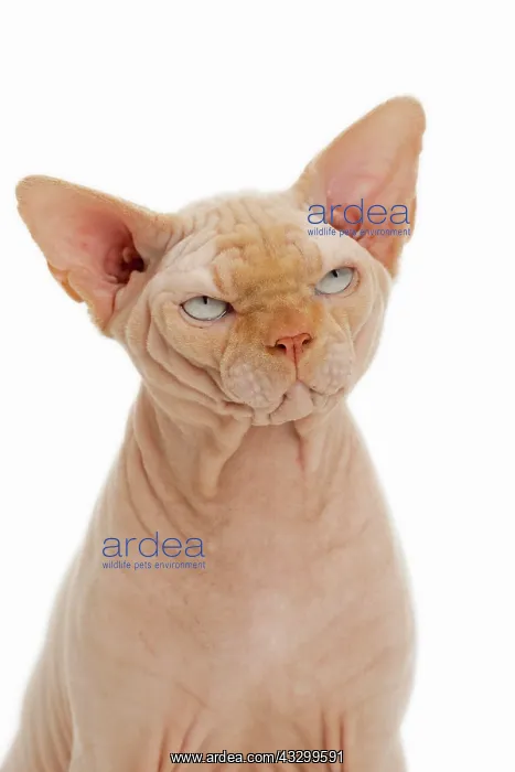 : Cat - Sphynx : Cat - Sphynx