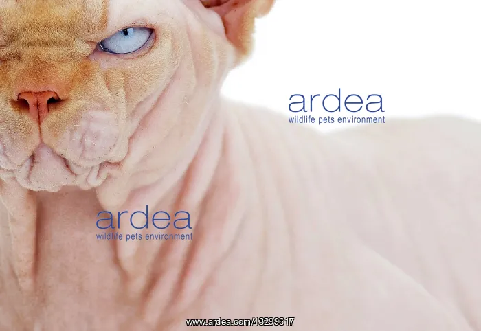 : Cat - Sphynx : Cat - Sphynx