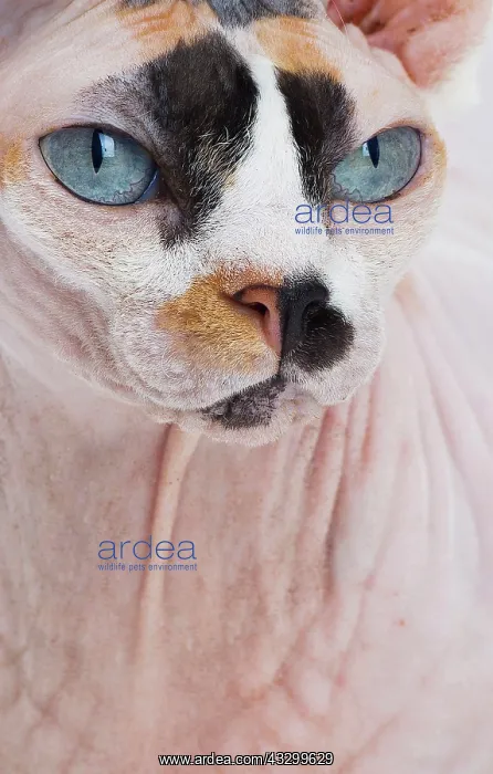 : Cat - Sphynx : Cat - Sphynx