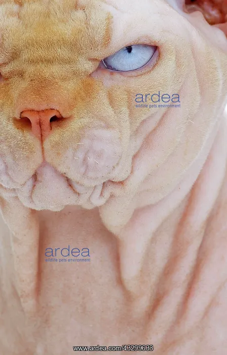 : Cat - Sphynx : Cat - Sphynx