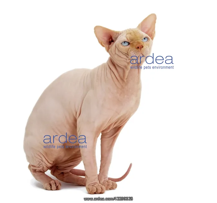 : Cat - Sphynx : Cat - Sphynx