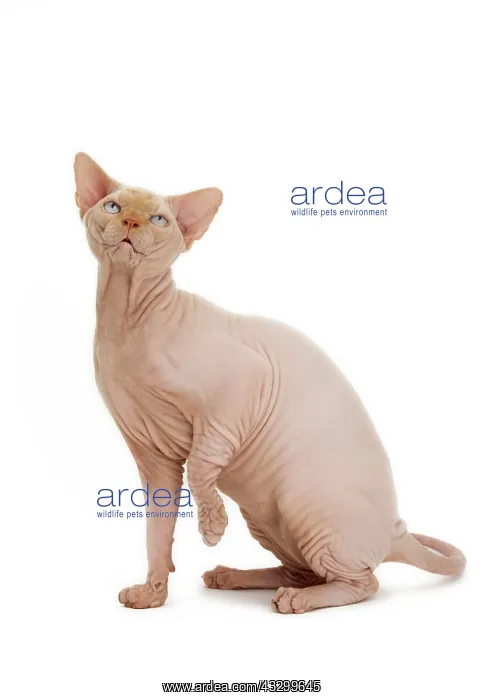 : Cat - Sphynx : Cat - Sphynx