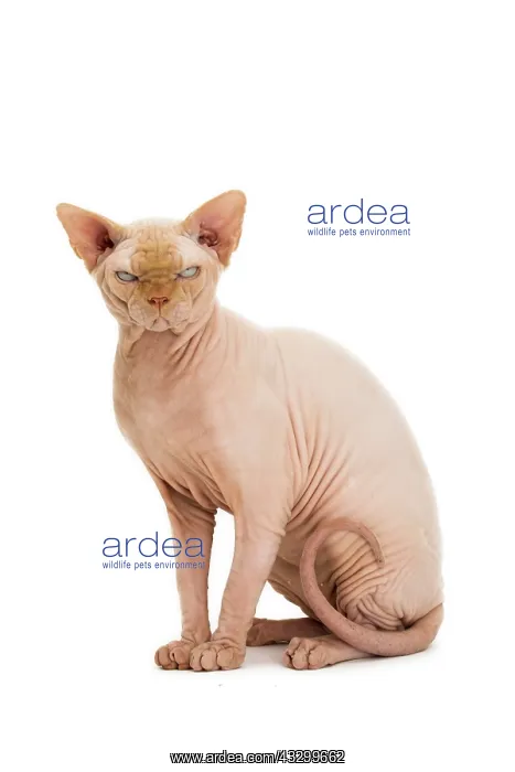 : Cat - Sphynx : Cat - Sphynx