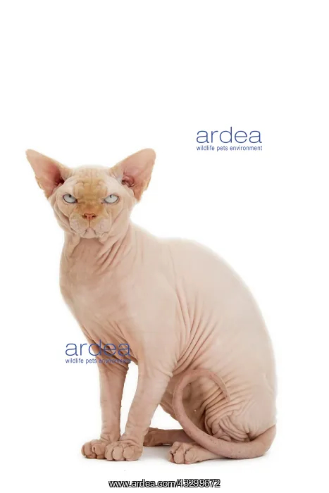 : Cat - Sphynx : Cat - Sphynx