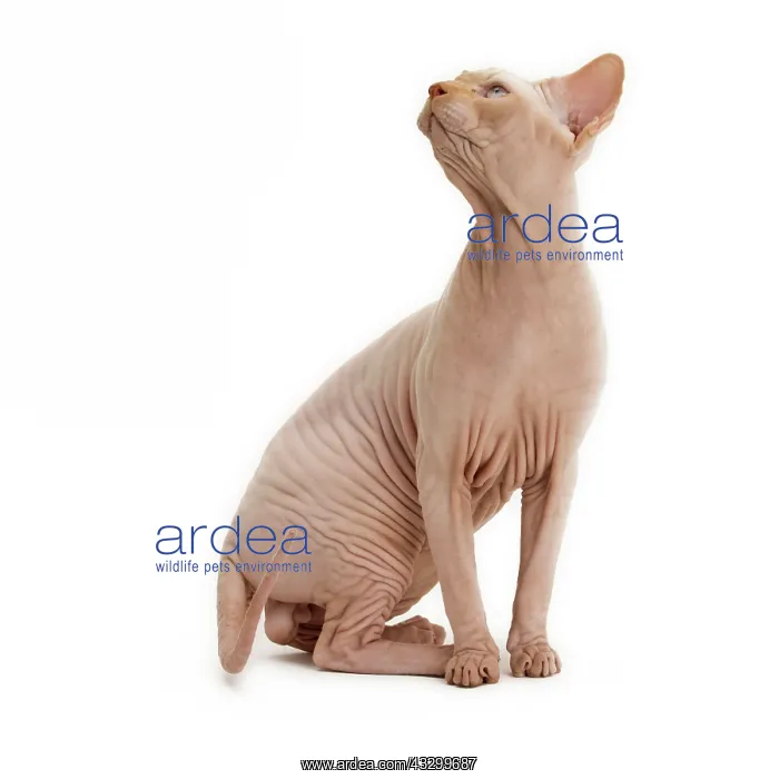  : Cat - Sphynx
