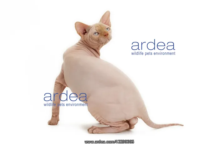 : Cat - Sphynx : Cat - Sphynx