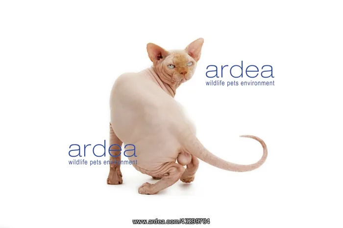 : Cat - Sphynx : Cat - Sphynx