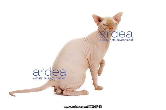 : Cat - Sphynx : Cat - Sphynx