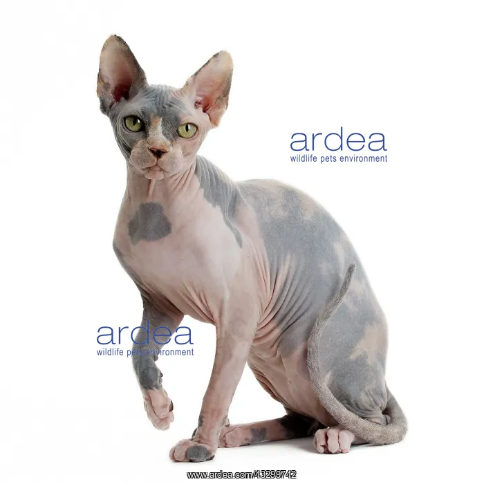 : Cat - Sphynx : Cat - Sphynx