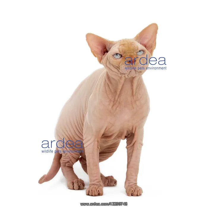 : Cat - Sphynx : Cat - Sphynx