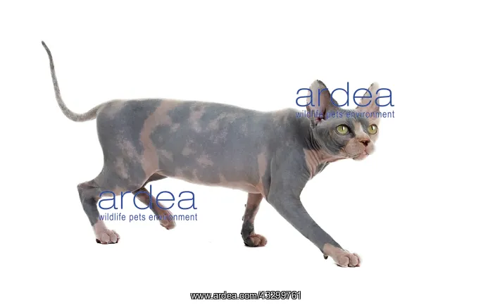 : Cat - Sphynx : Cat - Sphynx