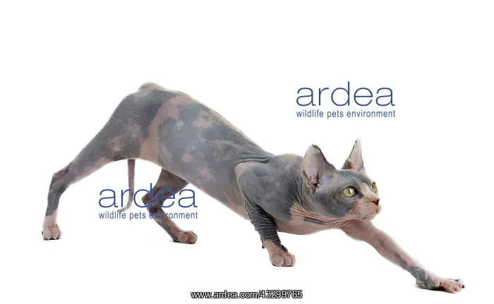 : Cat - Sphynx : Cat - Sphynx