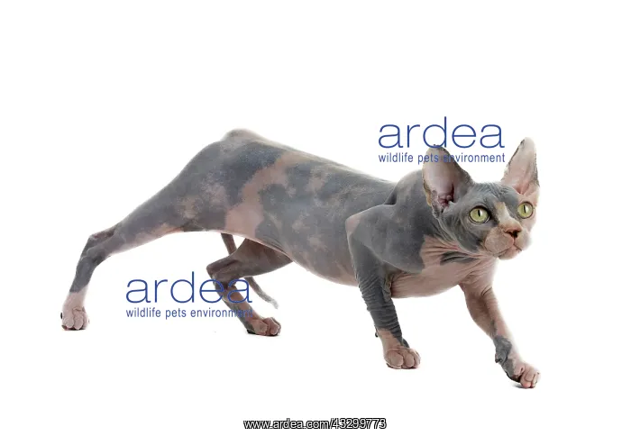 : Cat - Sphynx : Cat - Sphynx
