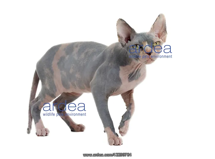 : Cat - Sphynx : Cat - Sphynx