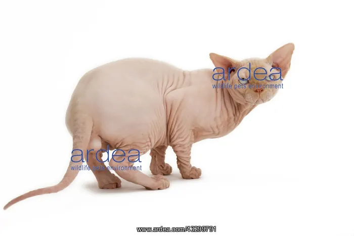 : Cat - Sphynx : Cat - Sphynx