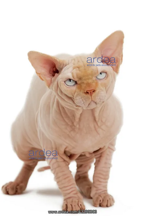 : Cat - Sphynx : Cat - Sphynx