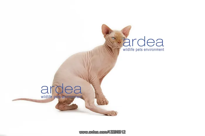  : Cat - Sphynx