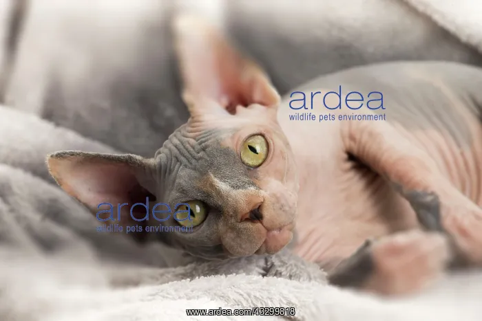  : Cat - Sphynx