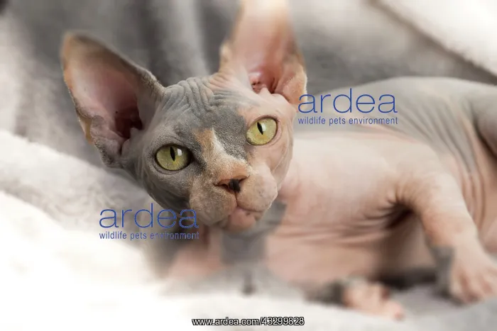 : Cat - Sphynx : Cat - Sphynx