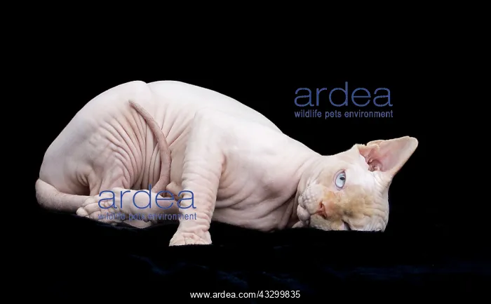 : Cat - Sphynx : Cat - Sphynx
