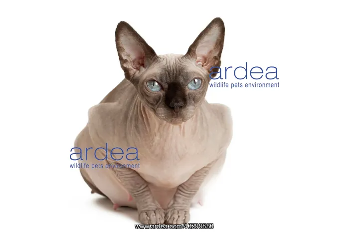 : Cat - Sphynx : Cat - Sphynx