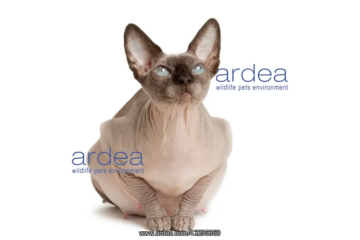 : Cat - Sphynx : Cat - Sphynx