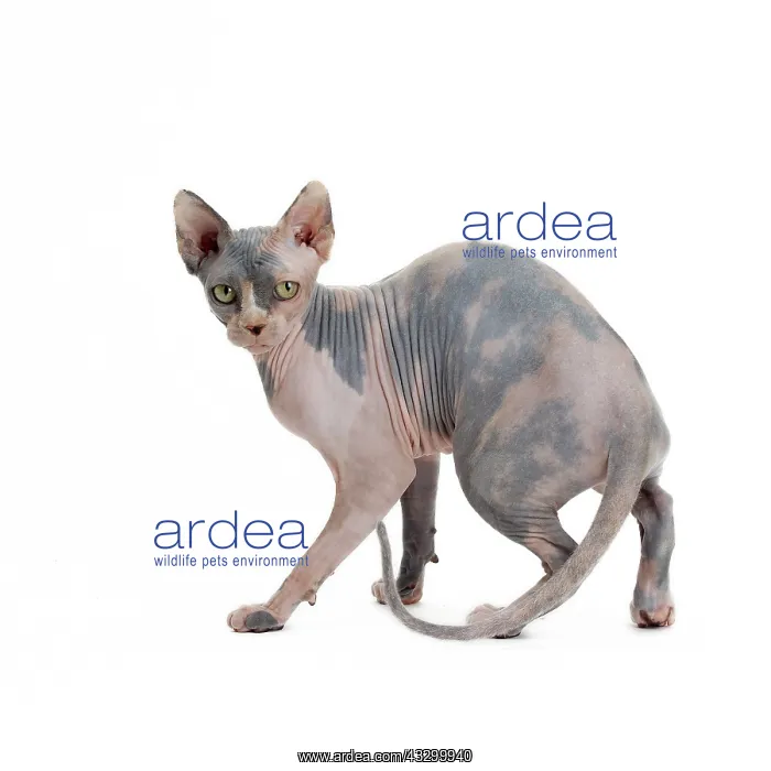 : Cat - Sphynx