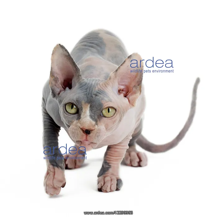 : Cat - Sphynx : Cat - Sphynx
