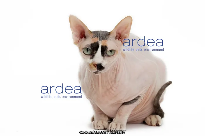 : Cat - Sphynx : Cat - Sphynx