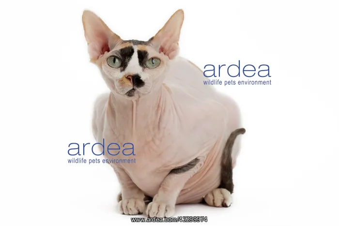 : Cat - Sphynx : Cat - Sphynx