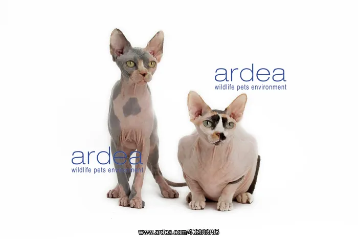 : Cat - Sphynx : Cat - Sphynx