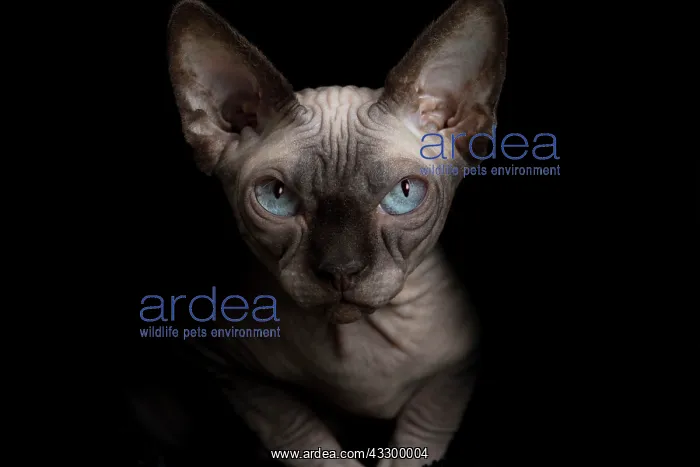 : Cat - Sphynx : Cat - Sphynx