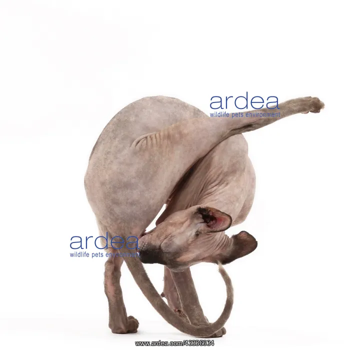 : Cat - Sphynx : Cat - Sphynx