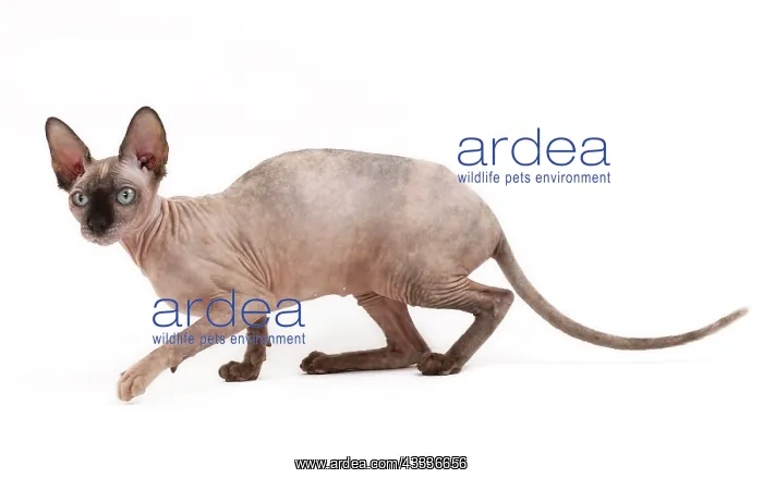 : Cat - Sphynx : Cat - Sphynx