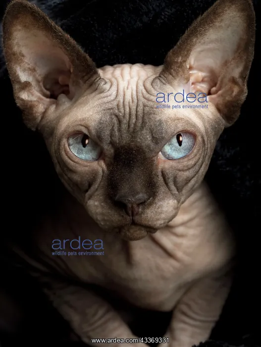 : Cat - Sphynx : Cat - Sphynx