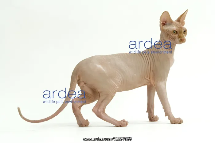 : Cat - Sphynx. Standing, side view