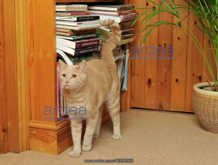  : CAT. spraying urine, marking territory