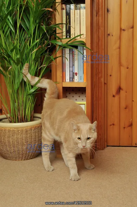  : CAT. spraying urine, marking territory