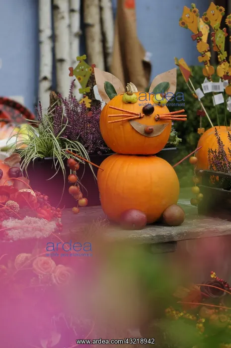 : Cat Squashes Pumpkin Festival Alsace France : Cat Squashes Pumpkin Festival Alsace France