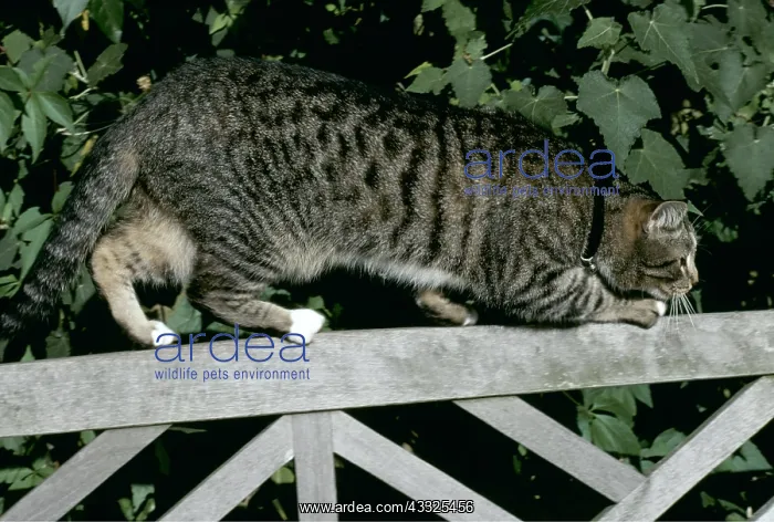 : CAT STALKING ON BENCH : CAT STALKING ON BENCH