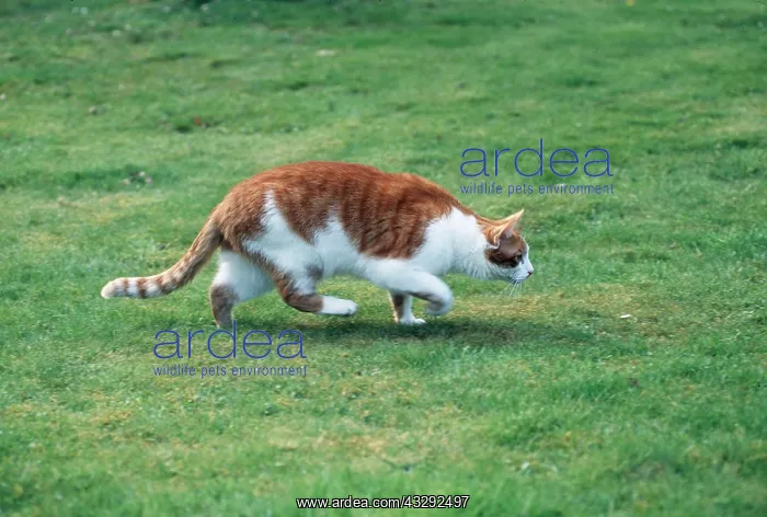 : CAT - stalking in garden : CAT - stalking in garden