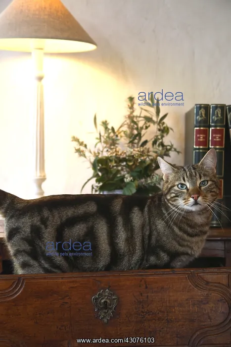 : Cat standing in a drawer cabinet : Cat standing in a drawer cabinet