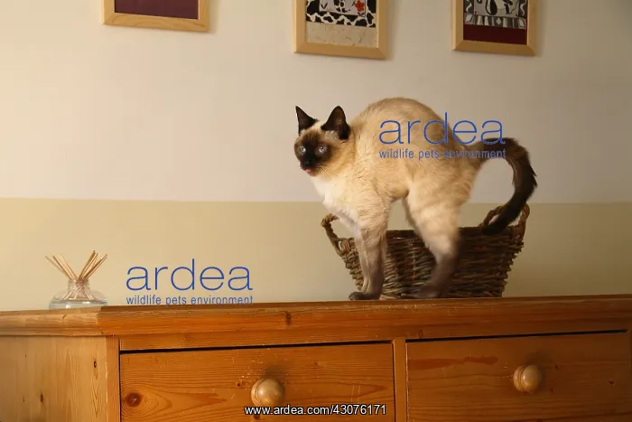 : Cat standing on a dresser : Cat standing on a dresser