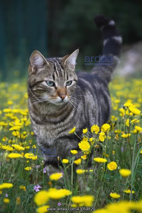 : Cat standing in a field of dandelions France : Cat standing in a field of dandelions France