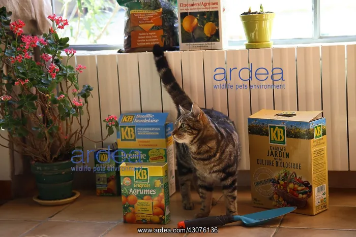 : Cat standing in front of garden products : Cat standing in front of garden products
