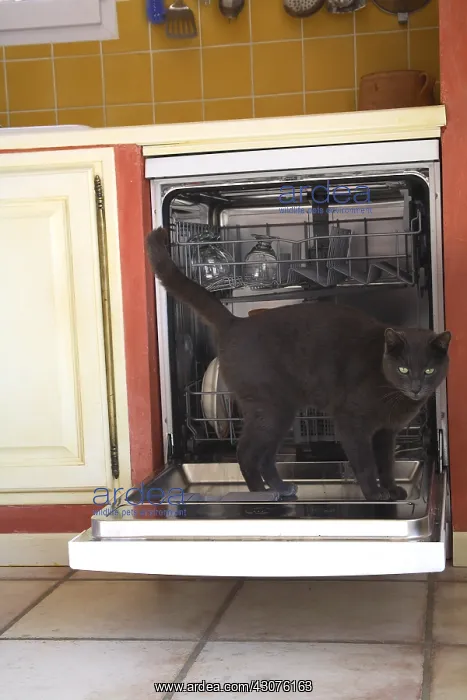 : Cat standing on the open door of a dishwasher : Cat standing on the open door of a dishwasher