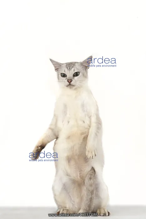 : CAT. standing up, studio, on white : CAT. standing up, studio, on white
