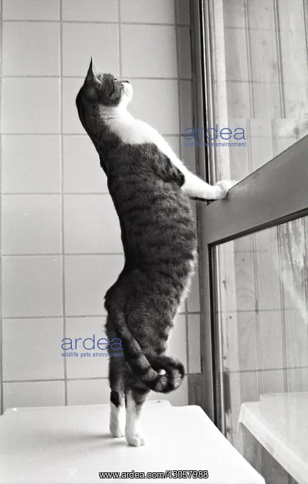 : Cat standing in front of a window Refuge of Beauregard Franc : Cat standing in front of a window Refuge of Beauregard Franc